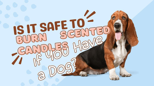 Is it Safe to Burn Scented Candles if You Have a Dog? - Mcrwaxco